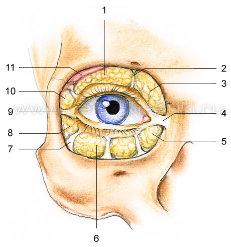 Блефаропластика