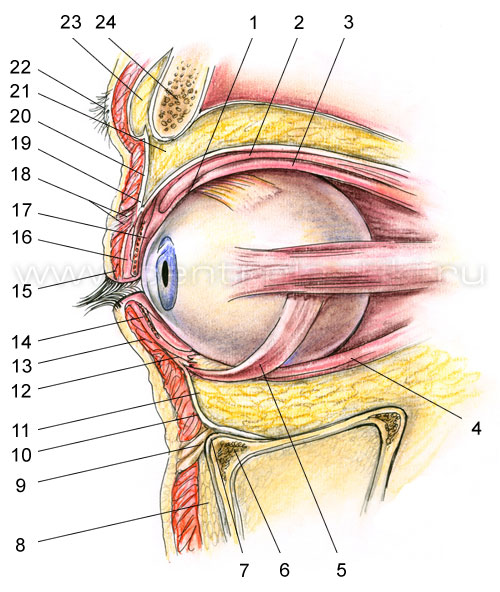 Блефаропластика