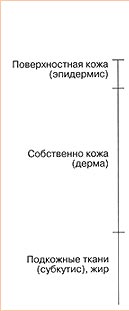 Строение кожи