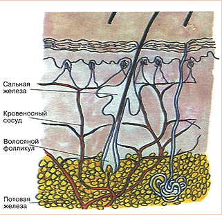 Строение кожи
