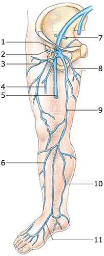 Строение вен