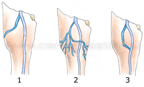 Строение вен