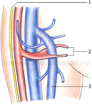 Строение вен