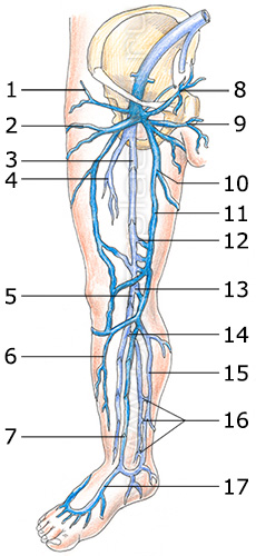 Строение вен