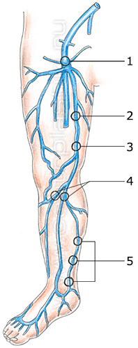 Строение вен