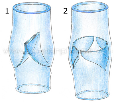 Строение вен