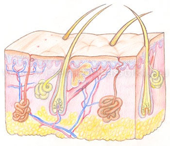 Гипергидроз (потливость)