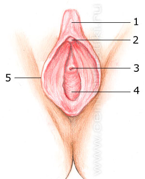 Половые губы